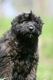 BOUVIER DES FLANDRES 359